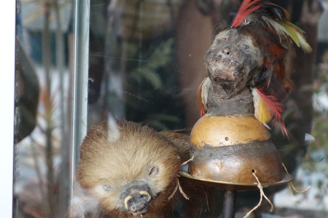 Shrunken Heads - Human on the right and a sloth on the left