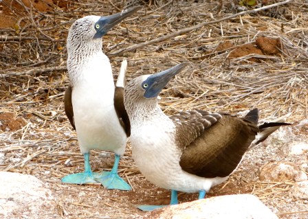 Blue Footed Boobies