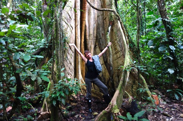 Crazy Large Tree Trunk