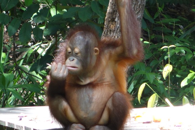 Feeding time for our little friend